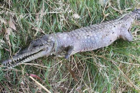 A dead freshwater crocodile found in a Doncaster park