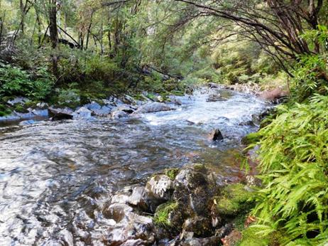 Image may contain: plant, tree, outdoor, nature and water